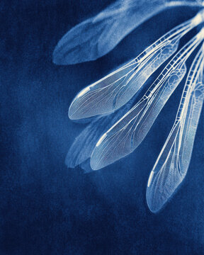 Minimalist cyanotype dragonfly wings with translucent wings in deep Prussian blue tones. Elegant photogram with subtle organic details and soft texture, featuring large negative space