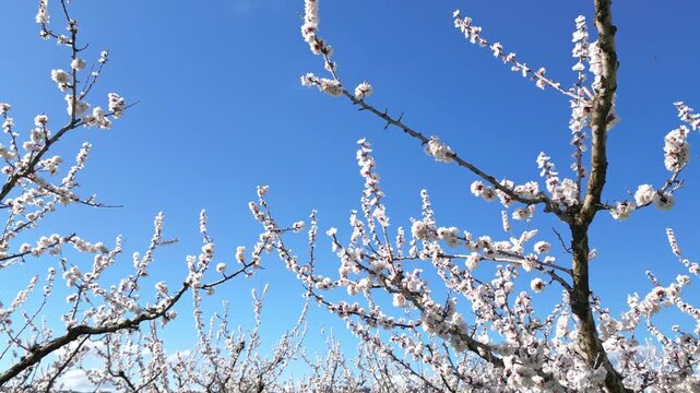Cinematic drone flyover of apricot trees in full bloom during spring, showing a beautiful orchard with white blossoms under a bright blue sky in a peaceful rural landscape.