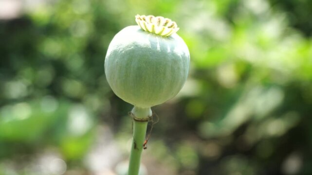 Close-up of dried opium poppy seed capsule in natural light, showcasing botanical texture, agricultural detail, and organic plant structure