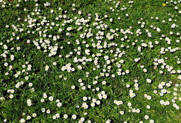 Viele Gänseblümchen auf einer Frühlingswiese © christiane65