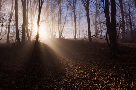 Amazing rays of lights in the forest with mystic atmosphere. Brasov, Romania.