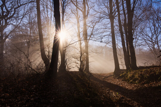 Amazing rays of lights in the forest with mystic atmosphere. Brasov, Romania.