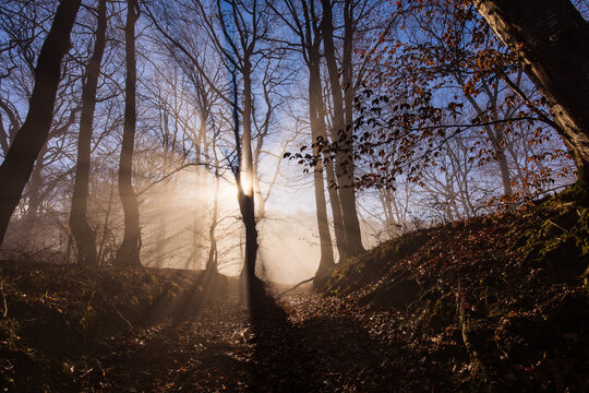Amazing rays of lights in the forest with mystic atmosphere. Brasov, Romania.