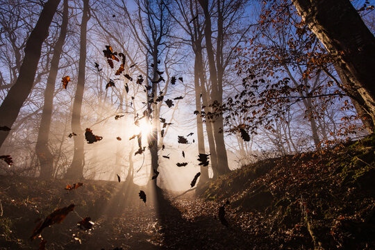 Amazing rays of lights in the forest with mystic atmosphere. Brasov, Romania.