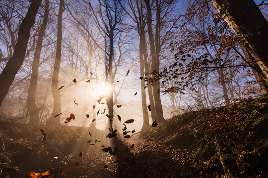 Amazing rays of lights in the forest with mystic atmosphere. Brasov, Romania.