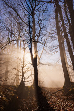 Amazing rays of lights in the forest with mystic atmosphere. Brasov, Romania.