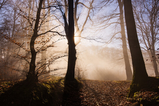 Amazing rays of lights in the forest with mystic atmosphere. Brasov, Romania.