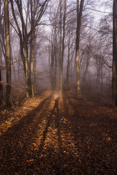 Amazing rays of lights in the forest with mystic atmosphere. Brasov, Romania.