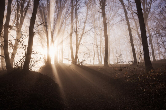 Amazing rays of lights in the forest with mystic atmosphere. Brasov, Romania.