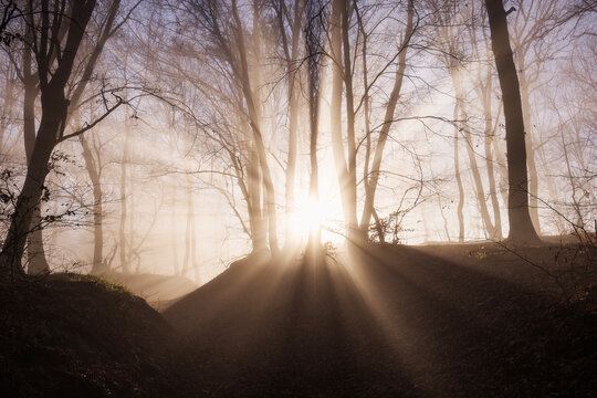 Amazing rays of lights in the forest with mystic atmosphere. Brasov, Romania.