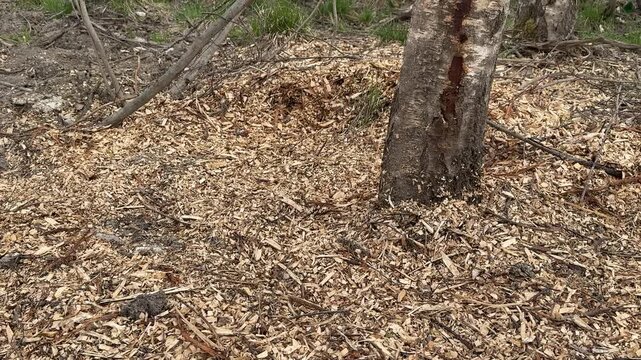 Birch mulch scattered around tree trunk top view of dense leaf chips covering forest floor daylight earthy brown tones close