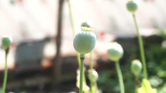 Close-up of dried opium poppy seed capsule in natural light, showcasing botanical texture, agricultural detail, and organic plant structure