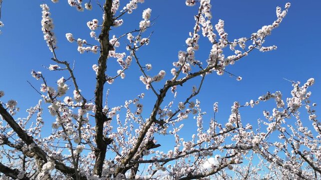 Cinematic drone flyover of apricot trees in full bloom during spring, showing a beautiful orchard with white blossoms under a bright blue sky in a peaceful rural landscape.