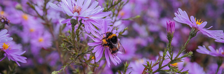 Pollinator collects nectar from purple flowers in a sunny garden during springtime © Fleuronica