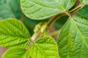 Obraz premium Close look at green soybean leaves and bud in a garden during spring season