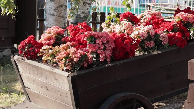 Rustic wooden cart is filled to the brim with lush clusters of begonias in shades of red, pink, and white. The blooming flowers create a vivid, cheerful display against the natural wood backdrop, evok