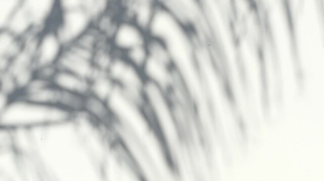 Abstract silhouette of palm leaves shadow on white background, natural tree branch shapes falling on wall. Soft transparent blurry tropical leaf shadow in morning sunlight. 