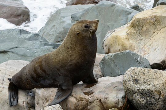 A fur seal (Arctocephalus forsteri) on rocks