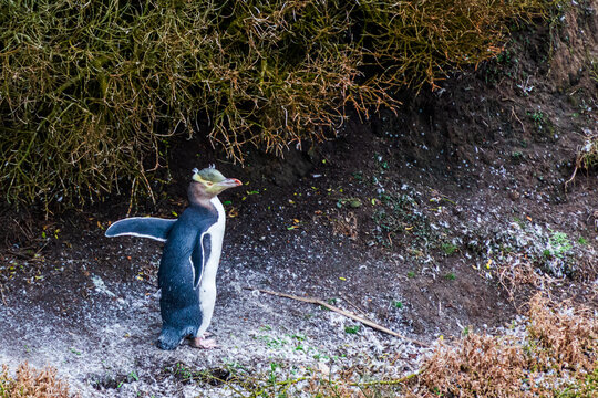 Juvenile Yellow-eyed Penguin (Hoiho)  on side of cliff with malted feathers