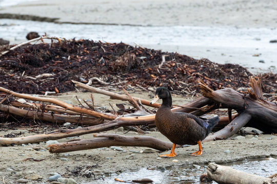 Mallard duck walking on a beach  covered with driftwood and seeweed