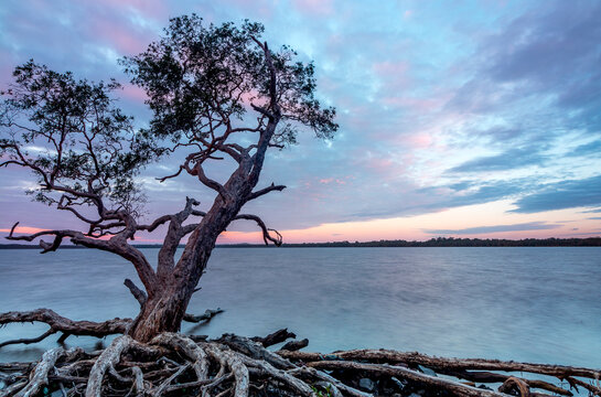Single forked tree on lake's edge with dramatic pastel sky and smooth water