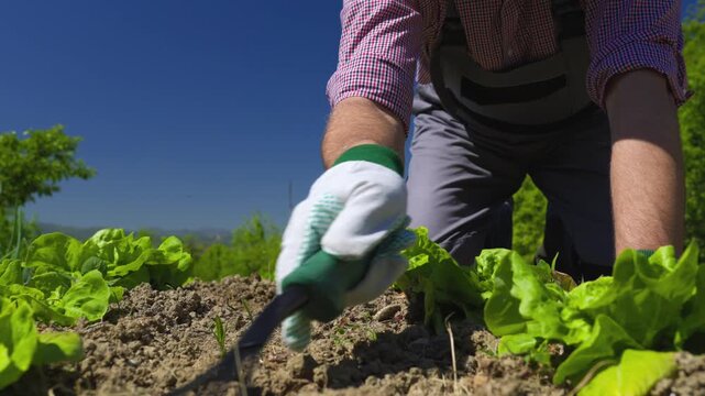 A low-angle shot of a farmer's hands in gloves using a hand rake to cultivate and aerate dry soil between rows of fresh green lettuce on a sunny day.