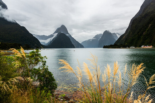 View of Milford Sound with feathery, golden seed heads in the foreground and clouds in the mountains