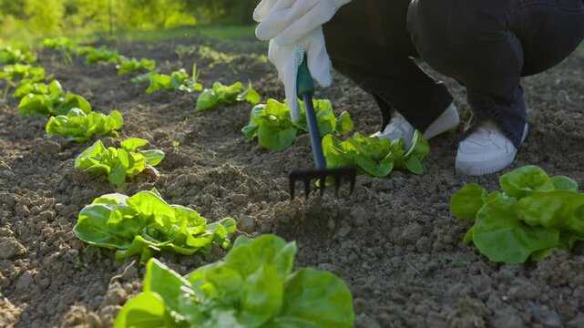 A detailed shot of a woman's hands in gardening gloves using a small rake to aerate soil around fresh lettuce in a sunny vegetable garden.
