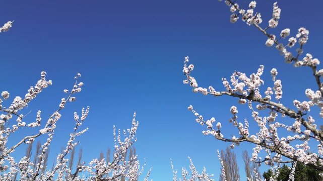 Drone aerial view of a blooming apricot orchard in spring, with white apricot blossoms against a clear blue sky during a cinematic slow motion flight above the countryside.