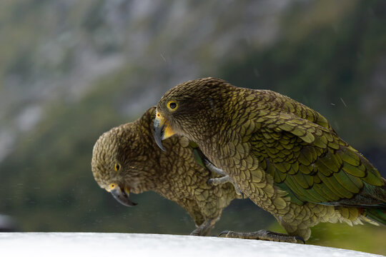 A pair of native Kea parrots with blurred background