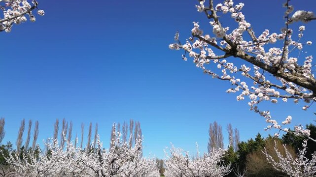 Cinematic drone flyover above a vast apricot orchard in full bloom during a bright sunny spring day, capturing endless flowering trees and beautiful rural countryside landscape.