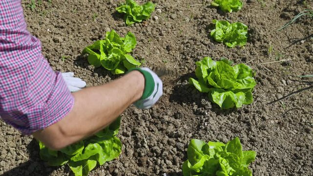 A close-up of a gardener's hands wearing gloves, using a small hand tool to aerate the soil and remove weeds around green lettuce plants in a vegetable garden.