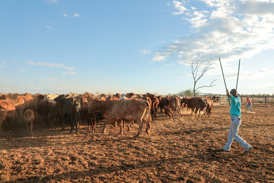 Two women yarding up a mob of cattle