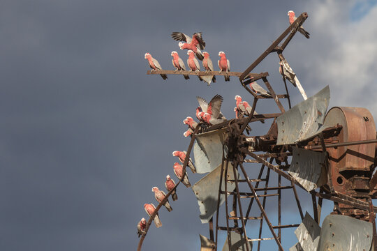 Galahs on a damaged windmill head