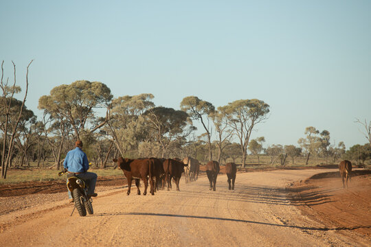 Man on a bike behind cattle walking down a road