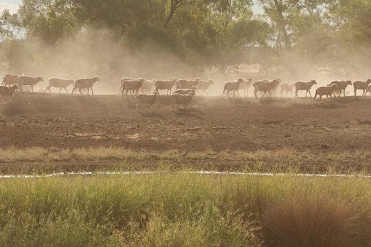 Merino sheep on a dam bank with some dust