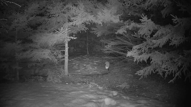 A lone fox forages on a snowy forest floor at night, captured in infrared by a trail camera. Reflective eyeshine and winter pine trees create a natural wildlife behavior scene.