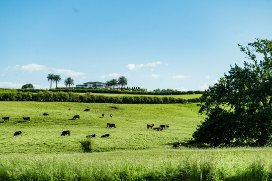 Cows grazing on lush green grass while a house and trees are seen in the background