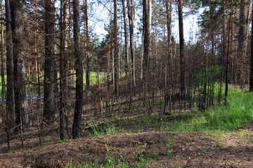 Obraz premium Forest after wildfire with burnt trees and green grass regrowth