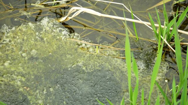 Clump eggs pond water common frog Rana temporaria spawning stream plenty amphibians garden grass floodplain frogspawn European lay large jelly clutches fresh balls floating semi-aquatic in spring