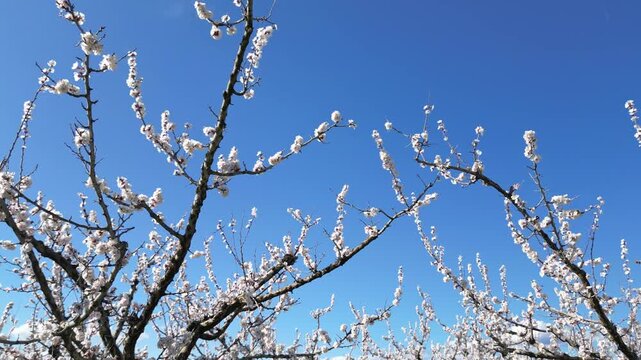 Drone aerial view of a blooming apricot orchard in spring, with white apricot blossoms against a clear blue sky during a cinematic slow motion flight above the countryside.