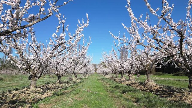 Drone aerial view of a large blooming apricot orchard on a beautiful sunny spring day, showing endless rows of flowering fruit trees under a clear blue sky in the countryside.