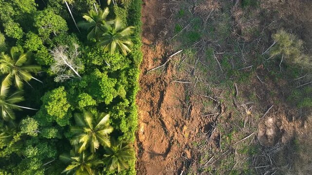 Aerial Contrast: Lush Rainforest Bordering Cleared Land, Environmental Impact