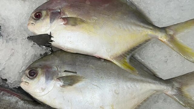 Frozen pompano on ice counter in fish shop, silver yellow fish lying on shallow crushed ice, retail display arranged