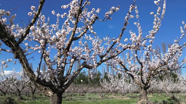 Drone aerial view of a large blooming apricot orchard on a beautiful sunny spring day, showing endless rows of flowering fruit trees under a clear blue sky in the countryside.