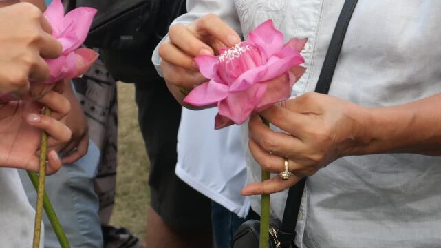 Folding lotus petals to arrange into lotus bouquets. Taking photos with a lotus bouquet is currently trendy among Thai Gen Z.