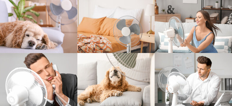 Collage of people, dogs and modern electric fans