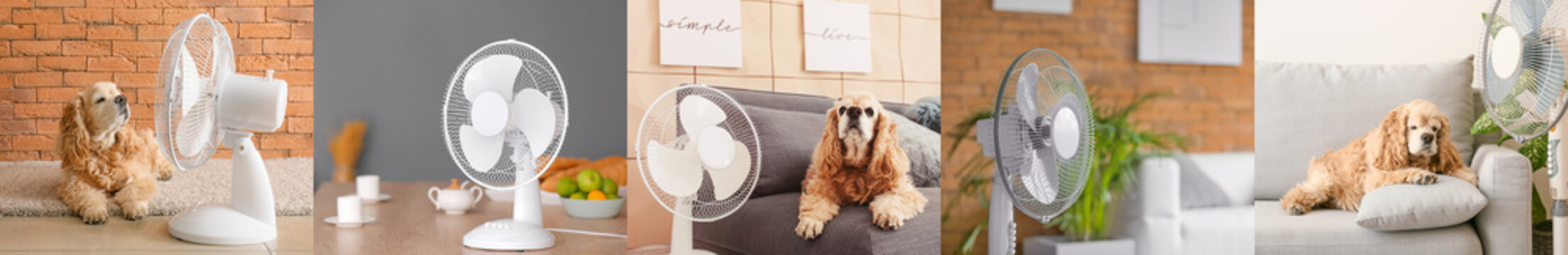 Collage of modern electric fans and cute dog in room
