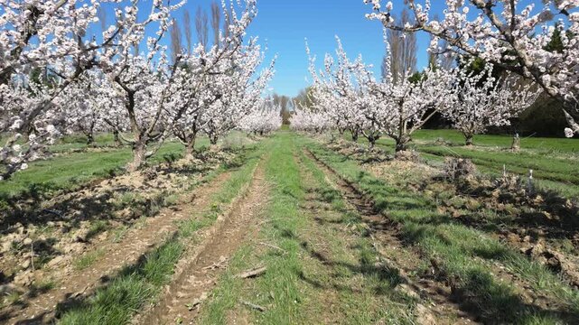 Drone aerial view of a large blooming apricot orchard on a beautiful sunny spring day, showing endless rows of flowering fruit trees under a clear blue sky in the countryside.