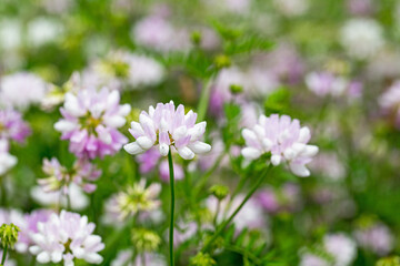 Fototapeta premium Colorful flowers bloom in a garden during springtime with a soft focus on delicate petals and green leaves all around